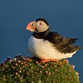 (Fratercula arctica) Le Macareux est l'oiseau emblématique de l'Islande. Officiellement, l'espèce est protégée. Pourtant, une tradition survit, notamment dans les îles Vestmanneyjar, celle de la chasse aux Macareux, destinée à alimenter de magrets très goûteux, les meilleures tables de  Reykjavik. A l'aide de filets triangulaires, attachés au bout de longues cannes en fibre de verre, les chasseurs capturent les Macareux en vol au bord des falaises. Le prélèvement serait limité à 2 % de la population présente sur le site. Cette tradition remonte à la nuit des temps et correspondait aux périodes de famine. Aujourd'hui, elle n'a plus guère de sens... latrapjarg,macareux,moine,islande. 