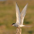 (Sterna paradisaea) flatey,sterne,arctique,islande. 
