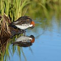 (Phalaropus lobatus) Phalarope à bec étroit. flatey,phalarope,bec,etroit,islande 