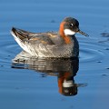 (Phalaropus lobatus) Phalarope à bec étroit. flatey,phalarope,bec,etroit,islande. 