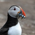 (Fratercula arctica) Macareux moine. farne,archipel,macareux,moine,angleterre. 