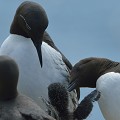 (Uria aalge) Hors période de reproduction, où il s'occupe de son petit, (comme sur cette image) le Guillemot de Troïl passe sa vie en haute mer, se nourrissant de poissons (harengs, morues, merlans, maquereaux...) qu'il capture en plongeant, parfois jusqu'à 150 mètres !!! farne,archipel,guillemot,troil,angleterre. 