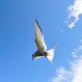 (Sterna paradisaea) En été, la Sterne arctique revêt un habit nuptial gris et blanc, avec nuque et calotte noires. En hiver, la calotte est moins sombre, le front devient blanc et le dessous du corps plus blanc que gris... farne,archipel,sterne,arctique,angleterre. 