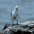 (Rissa tridactyla) Mouette tridactyle. farne,archipel,mouette,tridactyle,angleterre. 
