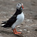 (Fratercula arctica) Macareux moine. farne,archipel,macareux,moine,angleterre. 