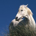  camargue,cheval. 