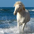  cheval,camargue. 