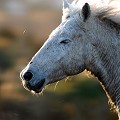  cheval,camargue. 