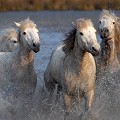 chevaux,camargue 