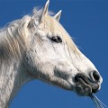  cheval,camargue. 