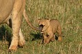  lions,masai,mara,kenya. 