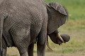  elephant,masai,mara,kenya. 