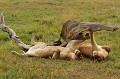  lions,masai,mara,kenya. 
