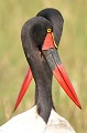 (Ephippiorhynchus senegalensis) Echassier de grande taille, le Jabiru d'Afrique ou du Sénégal est avec le Marabout la plus grande espèce de cigogne. C'est un oiseau élégant, remarquable par son long bec conique rouge orangé et noir. L'oeil est jaune chez la femelle et noir chez le mâle. jabiru,afrique,masai,mara,kenya. 