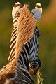  zebre,burchell,masai,mara,kenya. 