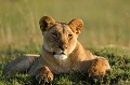  lionne,masai,mara,kenya. 