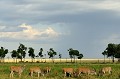  elans,cap,masai,mara,kenya. 