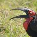 (Bucorvus cafer). Le Calao terrestre, comme son nom l'indique vole peu et marche beaucoup. Il capture ses proies au sol : rongeurs, lièvres, serpents, lézards, crapauds, escargots et gros insectes... calao,terrestre,masai,mara,kenya. 