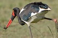 (Ephippiorhynchus senegalensis) Le Jabiru d'Afrique ou du Sénégal vit dans les zones humides : marécages, rivages des plans d'eau douce ou salée. Il se nourrit de criquets, de grenouilles, de lézards, de poissons... Sur cette vue, le Jabiru vient de pêcher une grenouille. jabiru,masai,mara,kenya. 