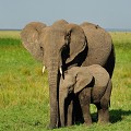  elephants,masai,mara,kenya. 
