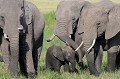  elephants,masai,mara,kenya. 
