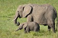  elephants,masai,mara,kenya. 