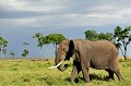  elephant,masai,mara,kenya. 