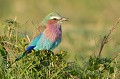 (Coracias caudata) Ce bel oiseau très coloré, posé sur un buisson est à l'affût d'une proie. Il se nourrit d'insectes, grenouilles, lézards, petits serpents... rollier,longs,brins,masai,mara,kenya. 