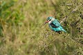(Halcyon senegalensis) Ce bel oiseau vit dans la savane boisée et se nourrit essentiellement de gros insectes. Il niche dans un arbre creux. Au moment de la reproduction, la femelle dépose 2 à 4 oeufs... martin,chasseur,senegal,masai,mara,kenya. 