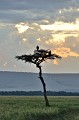  paysage,masai,mara,kenya. 