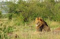  lion,masai,mara,kenya. 