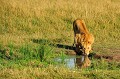  lionne,masai,mara,kenya. 