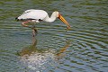 (Mycteria ibis) Le Tantale ibis vit dans les zones humides (marais,rivages marins et lacustres). Il pêche en eaux troubles, utilisant son long bec pour se saisir de grenouilles et de poissons... tantale,ibis,grenouille,masai,mara,kenya. 