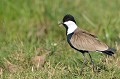 (Vanellus spinosus) Le Vanneau éperonné vit sur les berges des plans d'eau, sur le sable, le gravier ou l'herbe rase. Il chasse les insectes, les vers, les mollusques et les petits crustacés. La femelle dépose de 2 à 6 oeufs... vanneau,eperonne,masai,mara,kenya. 