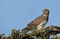 (Circaetus pectoralis) Cet oiseau habite les plaines herbeuses sans arbres, la savane, la brousse et les déserts. Ses doigts sont courts et le bec est petit. Ce rapace chasse les serpents, les lièvres et les pintades... circaete,poitrine,noire,masai,mara,kenya. 