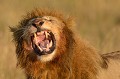  lion,masai,mara,kenya. 