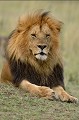  lion,masai,mara,kenya. 