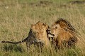  lions,masai,mara,kenya. 