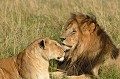  lions,masai,mara,kenya. 