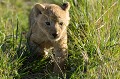  lionceau,masai,mara,kenya. 