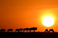 Chaque année, depuis la nuit des temps, de juillet à octobre, deux millions de Gnous et plusieurs milliers de zèbres et élans du cap remontent de Tanzanie via le Sérengeti vers le Masaï Mara, au Kenya, à la recherche d'herbe verte à brouter... gnous,migration,masai,mara,kenya. 