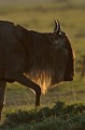  gnou,masai,mara,kenya. 