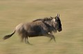 Le Gnou est la proie des lions, des hyènes, des lycaons et des léopards... Pour échapper à ces prédateurs, il ne peut compter que sur sa pointe de vitesse qui peut atteindre dans le meilleur des cas 90 km/heure !!! gnou,masai,mara,kenya. 