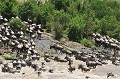 gnous,masai,mara,kenya. 