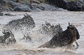  gnous,masai,mara,kenya. 