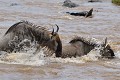 gnous,masai,mara,kenya. 