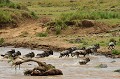  gnous,masai,mara,kenya. 