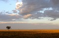  masai,mara,kenya. 