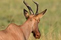  topi,masai,mara,kenya. 