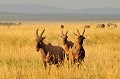  topis,masai,mara,kenya. 
